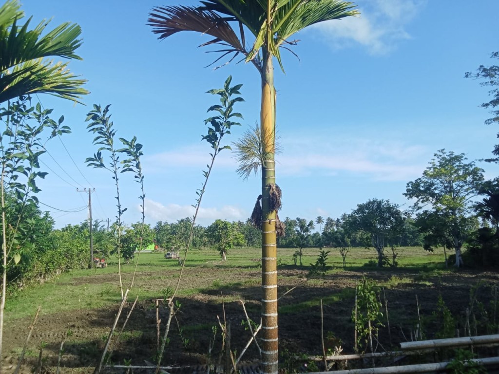 Lokasi persawahan di jalan Nasional